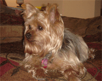Marsha's Dog