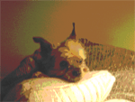 Marsha's Dog